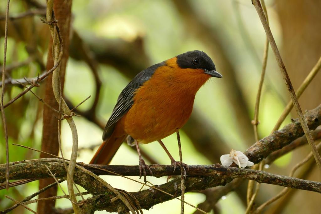 Kingfisher Country House Wildernis Exterior foto